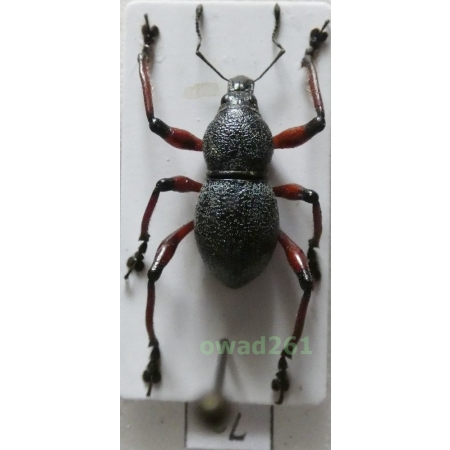 Metapocyrtus samarensis Schultze, 1925 male Philippines7a